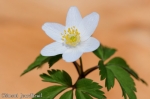 anemone .jpg